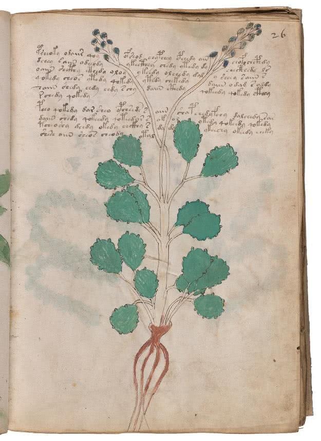 Иллюстрация к книге — Манускрипт Войнича [i_088.jpg]