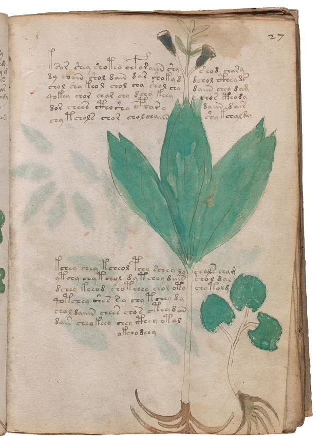 Иллюстрация к книге — Манускрипт Войнича [i_090.jpg]