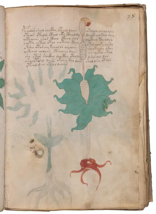 Иллюстрация к книге — Манускрипт Войнича [i_092.jpg]