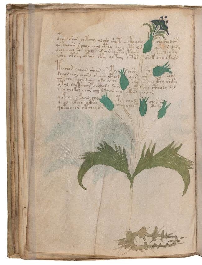 Иллюстрация к книге — Манускрипт Войнича [i_093.jpg]