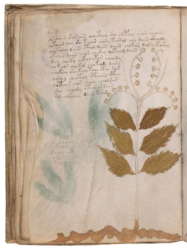 Иллюстрация к книге — Манускрипт Войнича [i_095.jpg]