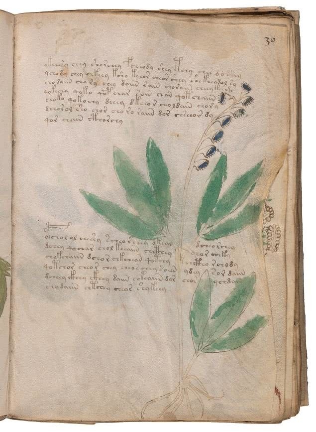 Иллюстрация к книге — Манускрипт Войнича [i_096.jpg]