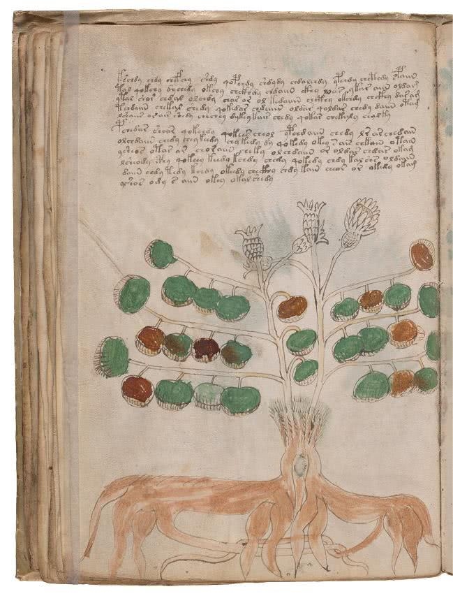 Иллюстрация к книге — Манускрипт Войнича [i_101.jpg]