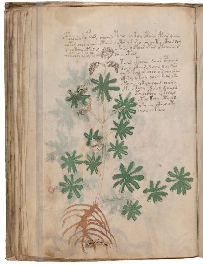 Иллюстрация к книге — Манускрипт Войнича [i_103.jpg]