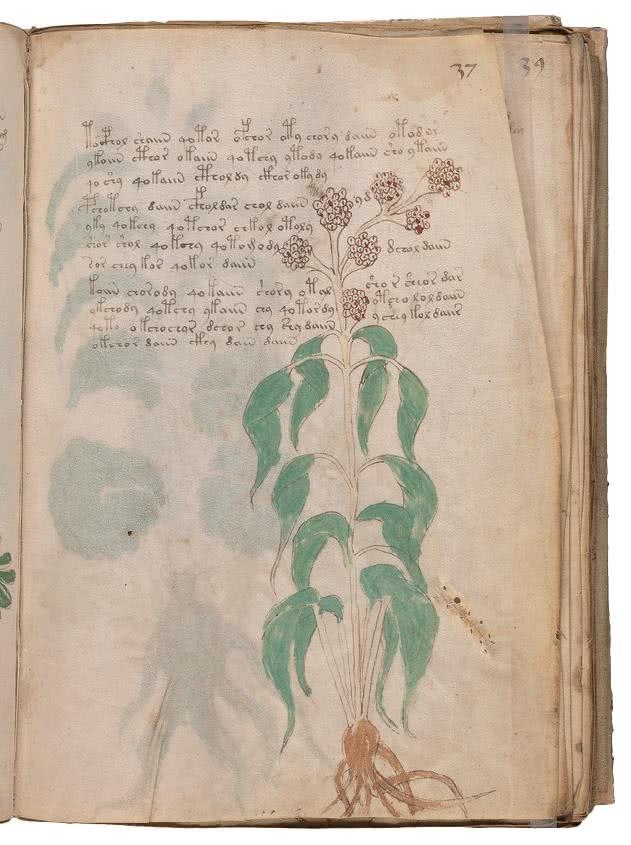 Иллюстрация к книге — Манускрипт Войнича [i_104.jpg]