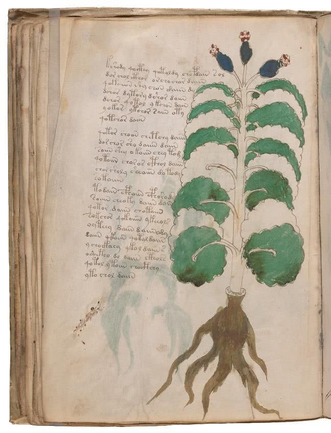 Иллюстрация к книге — Манускрипт Войнича [i_105.jpg]