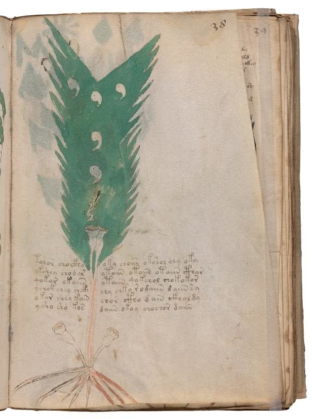 Иллюстрация к книге — Манускрипт Войнича [i_106.jpg]