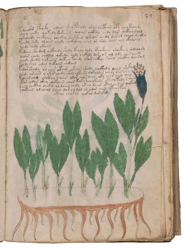 Иллюстрация к книге — Манускрипт Войнича [i_108.jpg]