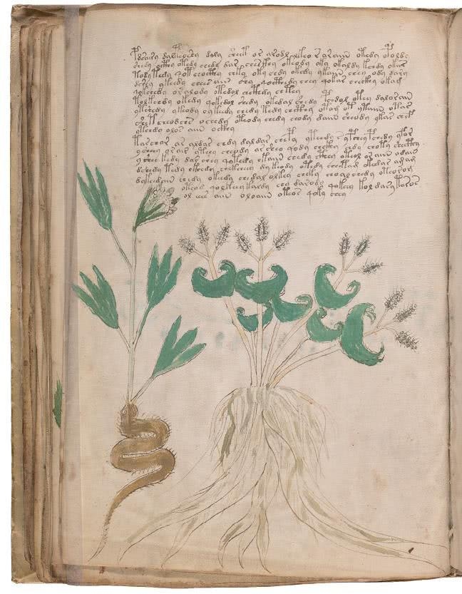 Иллюстрация к книге — Манускрипт Войнича [i_115.jpg]