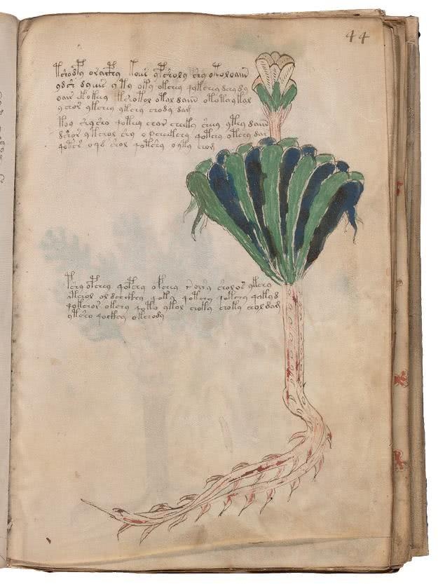 Иллюстрация к книге — Манускрипт Войнича [i_116.jpg]