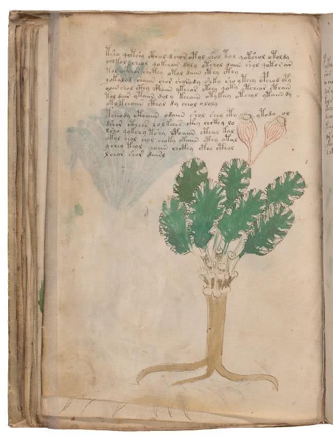 Иллюстрация к книге — Манускрипт Войнича [i_117.jpg]