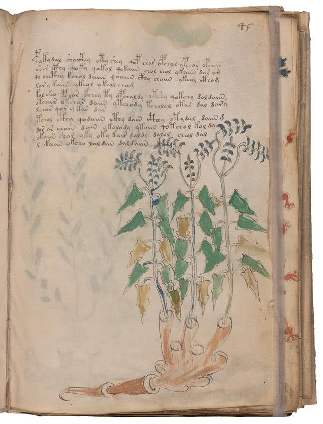 Иллюстрация к книге — Манускрипт Войнича [i_118.jpg]