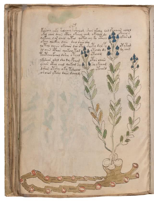 Иллюстрация к книге — Манускрипт Войнича [i_119.jpg]