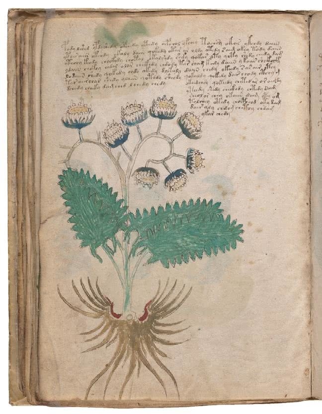 Иллюстрация к книге — Манускрипт Войнича [i_121.jpg]