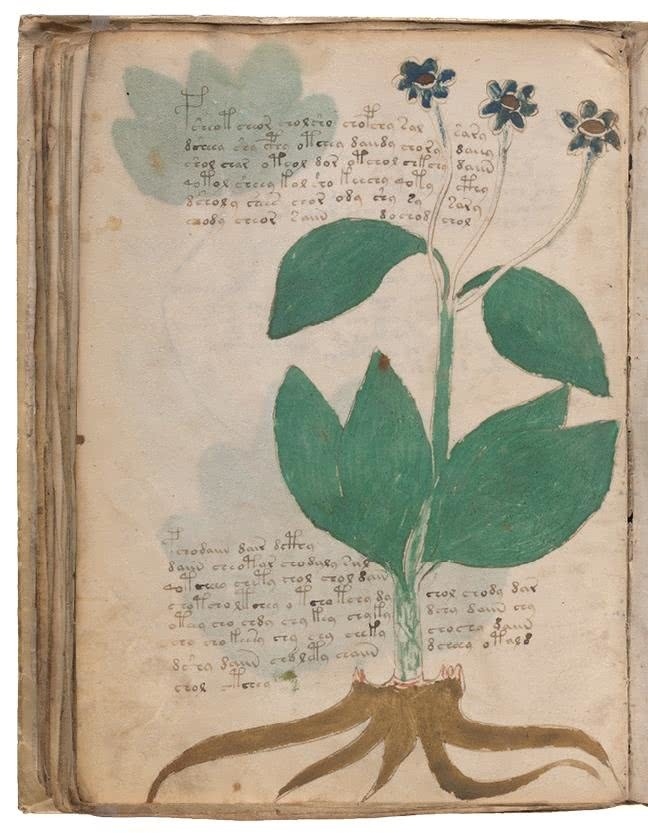 Иллюстрация к книге — Манускрипт Войнича [i_123.jpg]