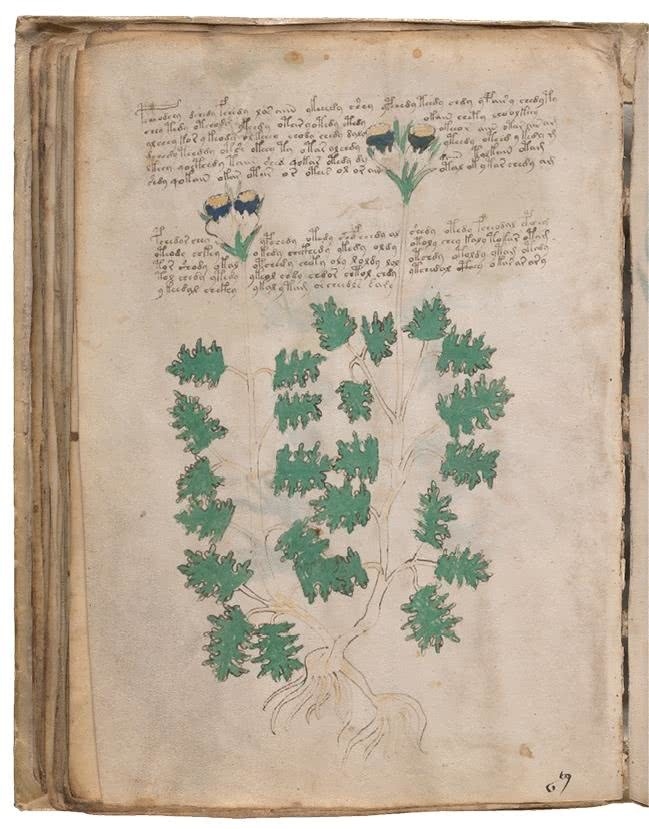 Иллюстрация к книге — Манускрипт Войнича [i_125.jpg]