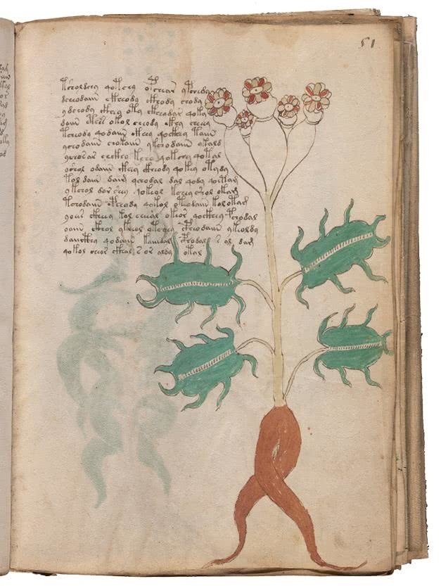 Иллюстрация к книге — Манускрипт Войнича [i_128.jpg]