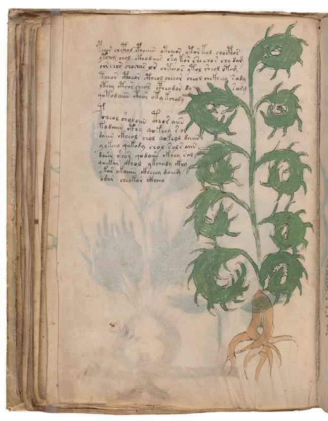 Иллюстрация к книге — Манускрипт Войнича [i_131.jpg]