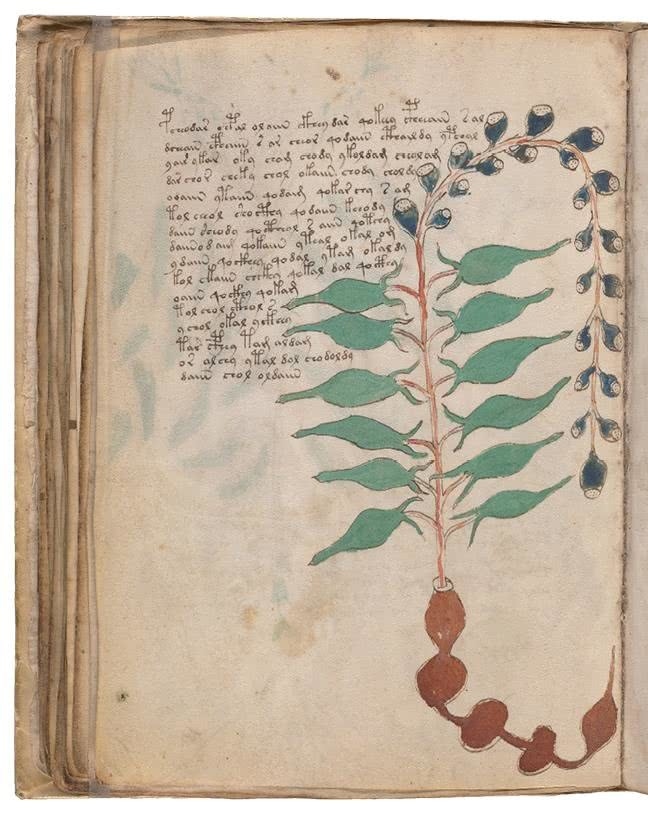 Иллюстрация к книге — Манускрипт Войнича [i_133.jpg]