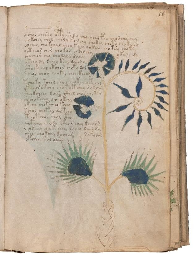 Иллюстрация к книге — Манускрипт Войнича [i_136.jpg]