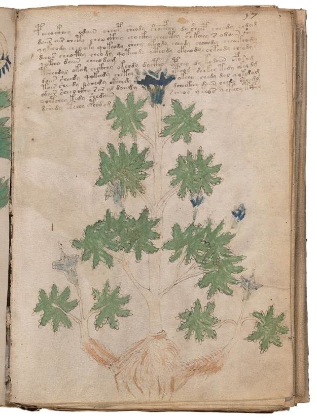 Иллюстрация к книге — Манускрипт Войнича [i_138.jpg]