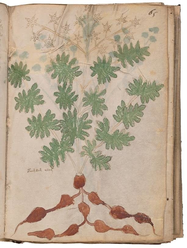 Иллюстрация к книге — Манускрипт Войнича [i_140.jpg]