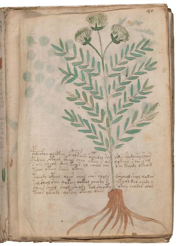 Иллюстрация к книге — Манускрипт Войнича [i_184.jpg]