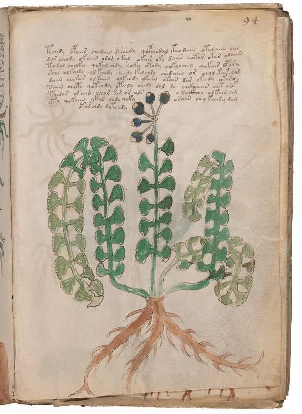 Иллюстрация к книге — Манускрипт Войнича [i_187.jpg]