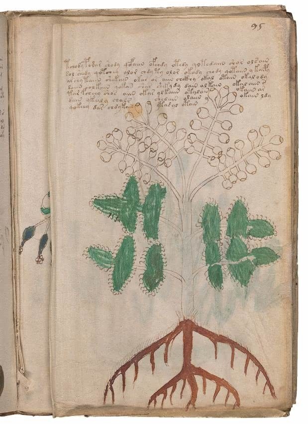 Иллюстрация к книге — Манускрипт Войнича [i_188.jpg]