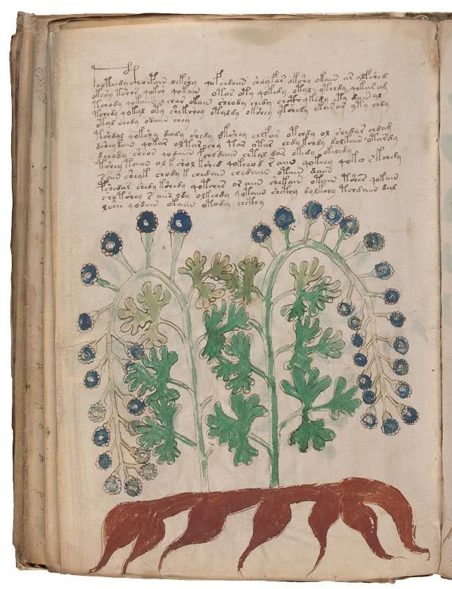 Иллюстрация к книге — Манускрипт Войнича [i_190.jpg]