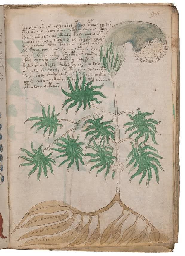 Иллюстрация к книге — Манускрипт Войнича [i_191.jpg]