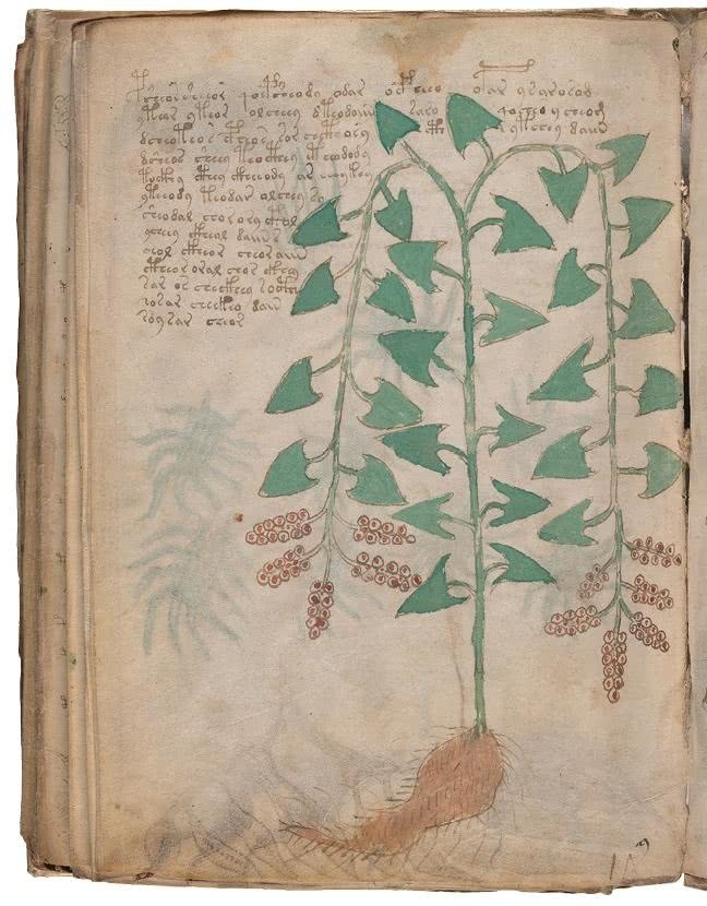 Иллюстрация к книге — Манускрипт Войнича [i_192.jpg]