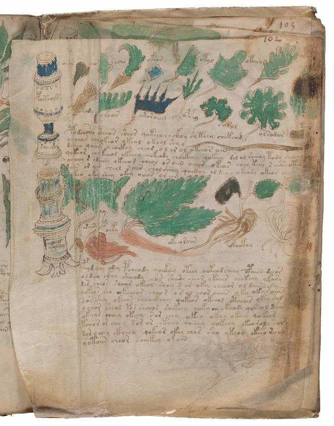 Иллюстрация к книге — Манускрипт Войнича [i_198.jpg]