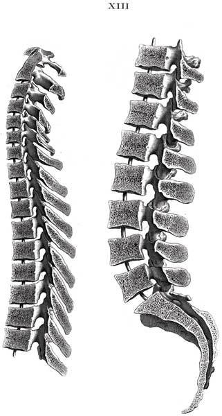 Иллюстрация к книге — Кости: скрытая жизнь. Все о строительном материале нашего скелета, который расскажет, кто мы и как живем [i_002.jpg]