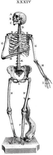 Иллюстрация к книге — Кости: скрытая жизнь. Все о строительном материале нашего скелета, который расскажет, кто мы и как живем [i_005.jpg]