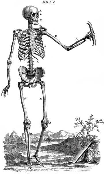 Иллюстрация к книге — Кости: скрытая жизнь. Все о строительном материале нашего скелета, который расскажет, кто мы и как живем [i_006.jpg]