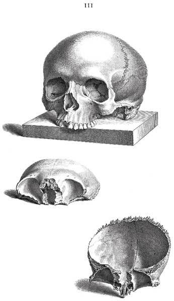 Иллюстрация к книге — Кости: скрытая жизнь. Все о строительном материале нашего скелета, который расскажет, кто мы и как живем [i_009.jpg]