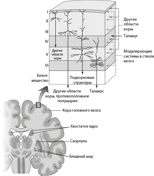 Иллюстрация к книге — Совесть. Происхождение нравственной интуиции [i_004.jpg]