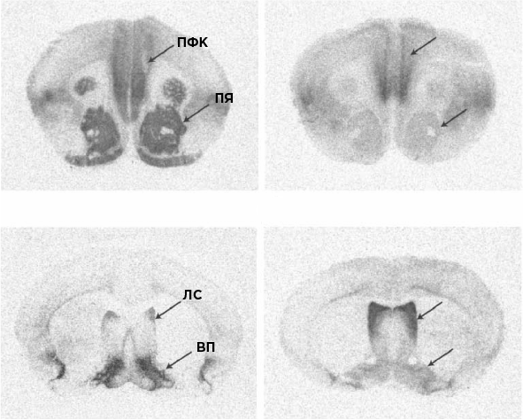 Иллюстрация к книге — Совесть. Происхождение нравственной интуиции [i_006.jpg]