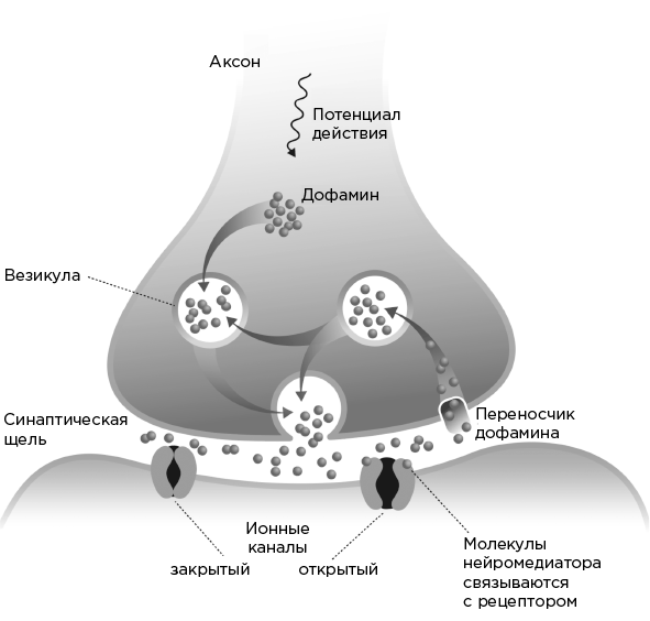 Иллюстрация к книге — Совесть. Происхождение нравственной интуиции [i_012.jpg]