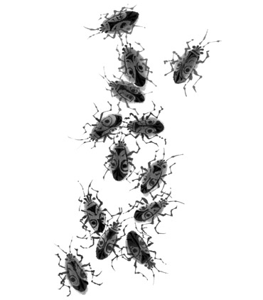 Иллюстрация к книге — История Северного круга [i_010.jpg]