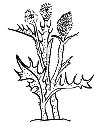 Иллюстрация к книге — Вандербикеры и таинственный сад [_025.jpg]