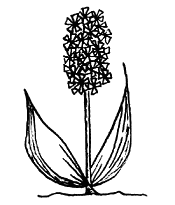 Иллюстрация к книге — Вандербикеры и таинственный сад [_040.jpg]