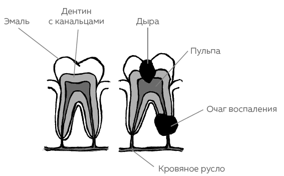 Иллюстрация к книге — Зубы. Как у вас дела? [i_012.jpg]