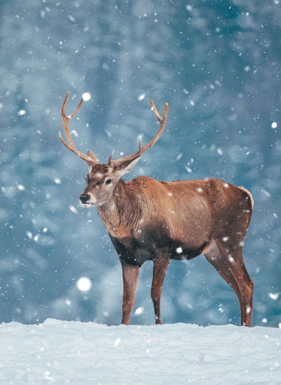 Иллюстрация к книге — Волшебный Новый год. Секреты радостных праздников без суеты и стресса [i_007.jpg]