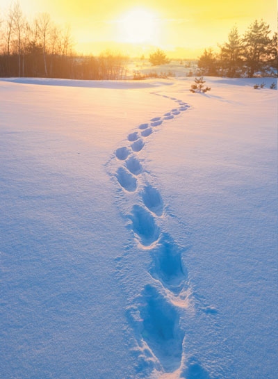Иллюстрация к книге — Волшебный Новый год. Секреты радостных праздников без суеты и стресса [i_051.jpg]