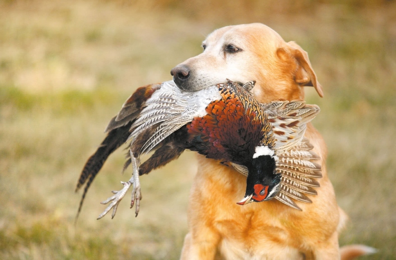 Иллюстрация к книге — Франция, которую вы не знали [i_096.jpg]