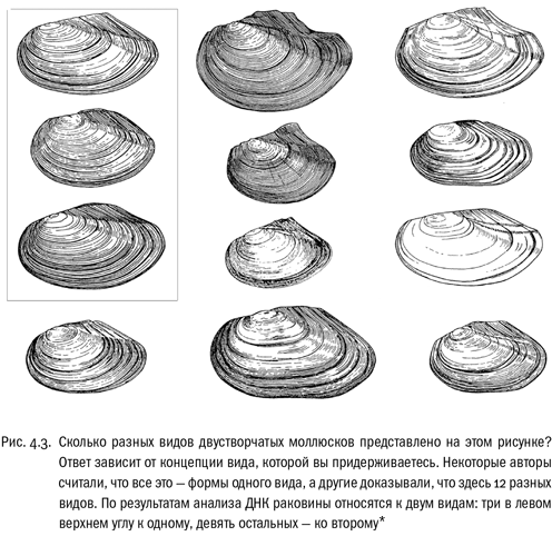 Иллюстрация к книге — Евангелие от LUCA. В поисках родословной животного мира [i_018.jpg]