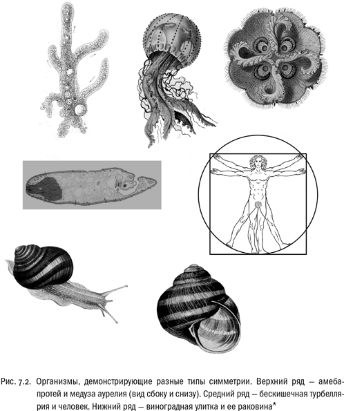 Иллюстрация к книге — Евангелие от LUCA. В поисках родословной животного мира [i_027.jpg]