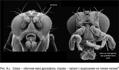 Иллюстрация к книге — Евангелие от LUCA. В поисках родословной животного мира [i_031.jpg]
